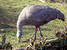 Cape Barren Goose (WWT Slimbridge 25/03/11) ©Nigel Key