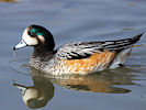 Chiloe Wigeon (WWT Slimbridge 25/03/11) ©Nigel Key