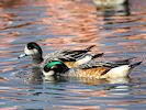 Chiloe Wigeon (WWT Slimbridge 25/03/11) ©Nigel Key