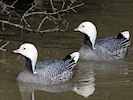 Emperor Goose (WWT Slimbridge 25/03/11) ©Nigel Key