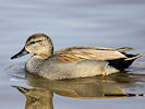 Gadwall (WWT Slimbridge 25/03/11) ©Nigel Key