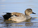 Gadwall (WWT Slimbridge 25/03/11) ©Nigel Key