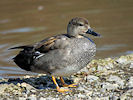 Gadwall (WWT Slimbridge 25/03/11) ©Nigel Key