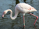 Greater Flamingo (WWT Slimbridge 25/03/11) ©Nigel Key