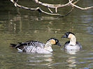 Hawaiian Goose (WWT Slimbridge 25/03/11) ©Nigel Key