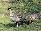 Hawaiian Goose (WWT Slimbridge 25/03/11) ©Nigel Key