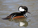 Hooded Merganser (WWT Slimbridge 25/03/11) ©Nigel Key