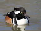 Hooded Merganser (WWT Slimbridge 25/03/11) ©Nigel Key