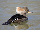 Hooded Merganser (WWT Slimbridge 25/03/11) ©Nigel Key