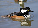 Hooded Merganser (WWT Slimbridge 25/03/11) ©Nigel Key