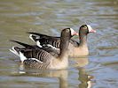 Lesser White-Fronted Goose (WWT Slimbridge 25/03/11) ©Nigel Key