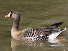 Lesser White-Fronted Goose (WWT Slimbridge 25/03/11) ©Nigel Key