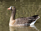 Lesser White-Fronted Goose (WWT Slimbridge 25/03/11) ©Nigel Key