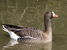 Lesser White-Fronted Goose (WWT Slimbridge 25/03/11) ©Nigel Key