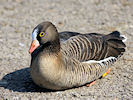 Lesser White-Fronted Goose (WWT Slimbridge 25/03/11) ©Nigel Key