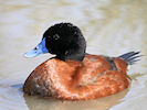 Maccoa (WWT Slimbridge 25/03/11) ©Nigel Key