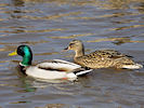 Mallard (WWT Slimbridge 25/03/11) ©Nigel Key