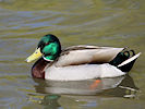 Mallard (WWT Slimbridge 25/03/11) ©Nigel Key