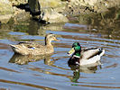 Mallard (WWT Slimbridge 25/03/11) ©Nigel Key