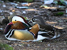 Mandarin (WWT Slimbridge 25/03/11) ©Nigel Key