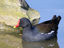 Moorhen (WWT Slimbridge 25/03/11) ©Nigel Key