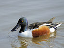 Northern Shoveler (WWT Slimbridge 25/03/11) ©Nigel Key