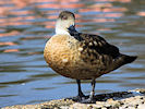 Patagonian Crested Duck (WWT Slimbridge 25/03/11) ©Nigel Key