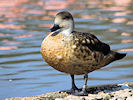 Patagonian Crested Duck (WWT Slimbridge 25/03/11) ©Nigel Key