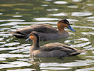 Philippine Duck (WWT Slimbridge 25/03/11) ©Nigel Key