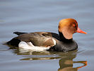 Red-Crested Pochard (WWT Slimbridge 25/03/11) ©Nigel Key