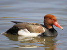 Red-Crested Pochard (WWT Slimbridge 25/03/11) ©Nigel Key