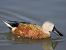 Red Shoveler (WWT Slimbridge 25/03/11) ©Nigel Key