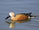 Red Shoveler (WWT Slimbridge 25/03/11) ©Nigel Key