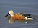 Red Shoveler (WWT Slimbridge 25/03/11) ©Nigel Key