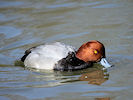 Redhead (WWT Slimbridge 25/03/11) ©Nigel Key