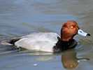 Redhead (WWT Slimbridge 25/03/11) ©Nigel Key