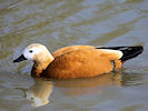 Ruddy Shelduck (WWT Slimbridge 25/03/11) ©Nigel Key