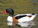 Shelduck (WWT Slimbridge 25/03/11) ©Nigel Key