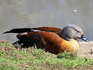 South African Shelduck (WWT Slimbridge 25/03/11) ©Nigel Key