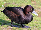 Southern Pochard (WWT Slimbridge March 2011) - pic by Nigel Key