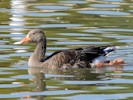 Greylag Goose (WWT Slimbridge 08/09/12) ©Nigel Key