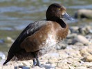  (WWT Slimbridge 08/09/12) ©Nigel Key