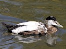 Eider (WWT Slimbridge 08/09/12) ©Nigel Key