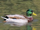 Mallard (WWT Slimbridge 08/09/12) ©Nigel Key