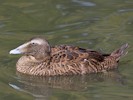 Eider (WWT Slimbridge 08/09/12) ©Nigel Key