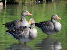 Greylag Goose (WWT Slimbridge 08/09/12) ©Nigel Key