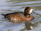  (WWT Slimbridge 08/09/12) ©Nigel Key