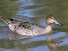 Northern Pintail (WWT Slimbridge 08/09/12) ©Nigel Key