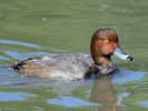 Redhead (WWT Slimbridge 08/09/12) ©Nigel Key