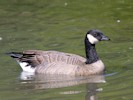 Canada Goose (WWT Slimbridge 08/09/12) ©Nigel Key